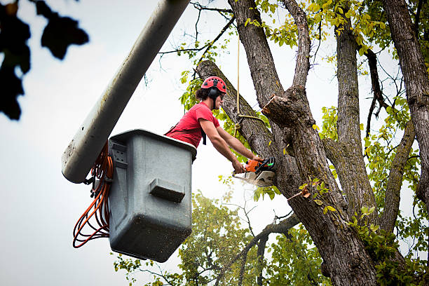 Reliable Oakmont, PA Tree Service Solutions